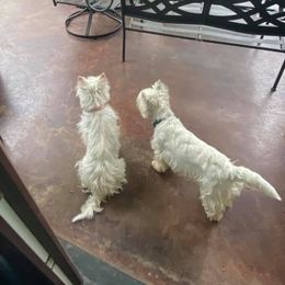 West Highland White Terriers from Diana's West Highland White Terriers