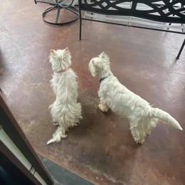 West Highland White Terriers from Diana's West Highland White Terriers