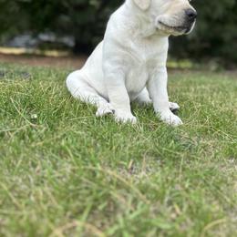 Labrador Retriever Puppies from Country Road Acres