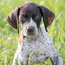 German Shorthaired Pointer and Labrador Retriever Puppies from LL Gun Dogs, LLC