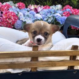 Pembroke Welsh Corgi Puppies from AW Corgis