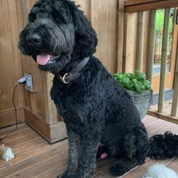 Goldendoodle and Poodle All Grown Up from Colorful Creations Doodles and Poodles