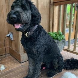 Goldendoodle and Poodle All Grown Up from Colorful Creations Doodles and Poodles