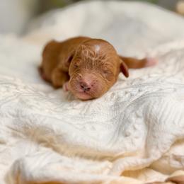 Blondie - Red  female Goldendoodle puppy in Queen Creek, Arizona from Goldendoodle AZ