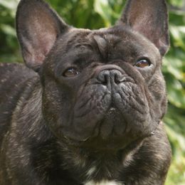 Night Flight - French Bulldog