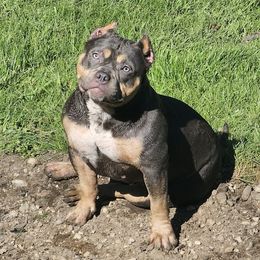 Olivia - American Bully