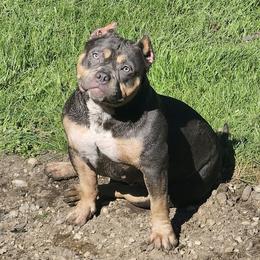 Olivia - American Bully