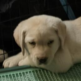 Gray - Yellow female Labrador Retriever puppy in Moreno Valley, California from Holly and Handsome