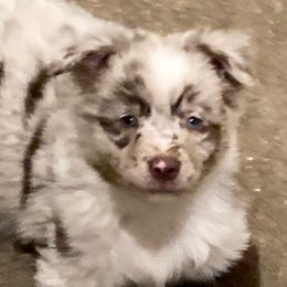 Australian Shepherd and Miniature American Shepherd All Grown Up from Hemlock Brook Farm and Kennels