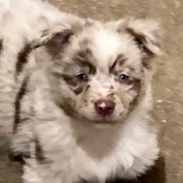 Australian Shepherd and Miniature American Shepherd All Grown Up from Hemlock Brook Farm and Kennels