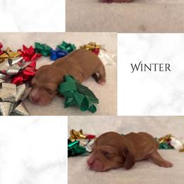 Winter - Cream female Dachshund puppy in Saint Paul, Minnesota from Vibrant Eyes Doxies