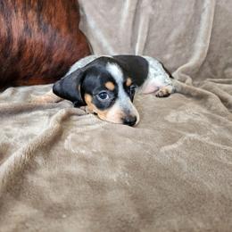 Felicia - Piebald female Dachshund puppy in Lindsay, California from Lewis Creek Dachshunds