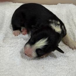 Pilgrim - Black tri male Miniature Australian Shepherd puppy in Oakland, Maryland from Yarborough Kennels