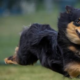 Australian Shepherds and Miniature Australian Shepherds from KSH Aussie Haven