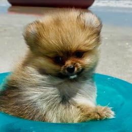 Willy - Chocolate parti male Pomeranian puppy in Green Cove Springs, Florida from Natasha's Ark of Joy