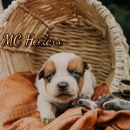 Salem - Red speckled female Australian Cattle Dog puppy in Runnels County, Texas from MC Heelers & Aussies