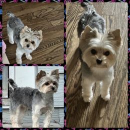 Yorkshire Terrier puppies from Diamond Yorkshire Terriers