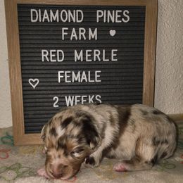 Maroon - Red merle female Australian Shepherd puppy in Camp Verde, Arizona from Diamond Pines Farm