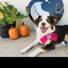 Bonnie - Australian Shepherd