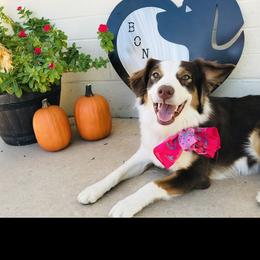 Bonnie - Australian Shepherd