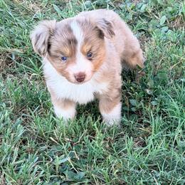 Red Merle Male - Red merle male Toy Australian Shepherd puppy in Stephenville, Texas from Rockin J Lil Aussies