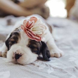 English Springer Spaniel Puppies from Sterling's springer Haven