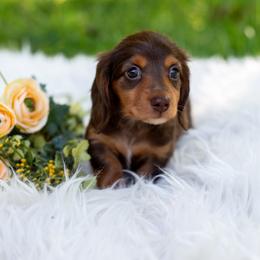 Lightning McQueen - Chocolate and tan male Dachshund puppy in Floral City, Florida from Daisy's Doxies