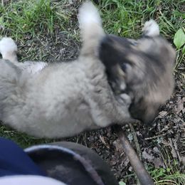 # 2 - Sable German Shepherd puppy in Wright County, Missouri from The Old Red Barn Kennel