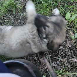 # 2 - Sable German Shepherd puppy in Wright County, Missouri from The Old Red Barn Kennel