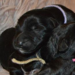 Purple collar female - Black female German Shepherd puppy in Marianna, Florida from Haus M Godwin