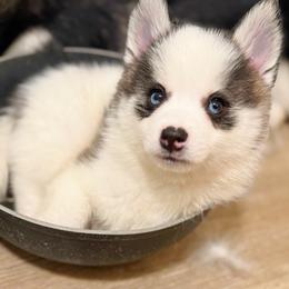 Girl 1 - female Pomsky puppy in Bolton, Connecticut from Elle Pomsky