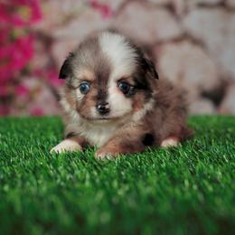 Bolt - Blue merle male Toy Australian Shepherd puppy in Georgetown, Texas from Minikin Manor