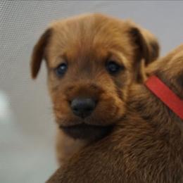 Bently - Red male Irish Terrier puppy in Splendora, Texas from Cloverdell Irish