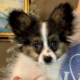Tater Tot - White black and tan male Papillon puppy in Boardman, Ohio from Taliaferro Kennel