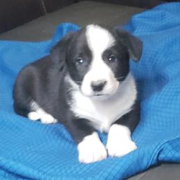 Ebony - Black and white male Cardigan Welsh Corgi puppy in Myton, Utah from Cardigan Corgi Cuties 💓
