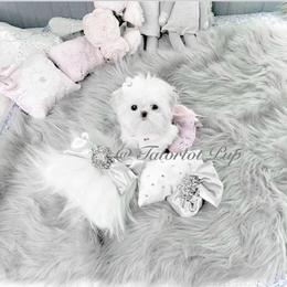 Maltese and Yorkshire Terrier Puppies from tatortot pup