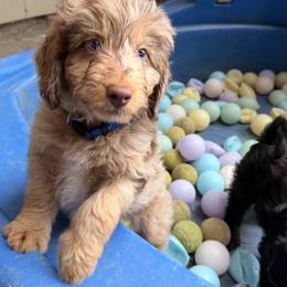 Aussiedoodle, Bordoodle, Goldendoodle, and Poodle Puppies from Korbella Farm