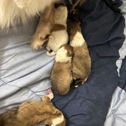 William - Sable and white male Collie puppy in Abilene, Texas from Regal Lassie's