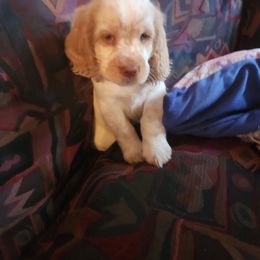 English Springer Spaniel Puppies from Sterling's springer Haven