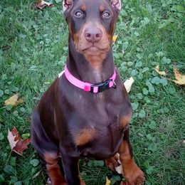 Doberman Pinschers from Mystikos Doberman