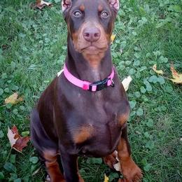 Doberman Pinschers from Mystikos Doberman