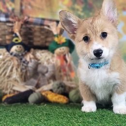 Pembroke Welsh Corgi Puppies from Top-Notch Paws