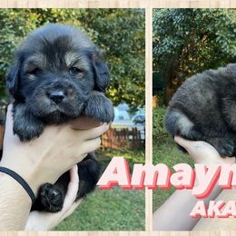 Neapolitan Mastiff and Tibetan Mastiff Puppies from Carolina Coastal Mastinos