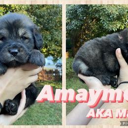 Neapolitan Mastiff and Tibetan Mastiff Puppies from Carolina Coastal Mastinos