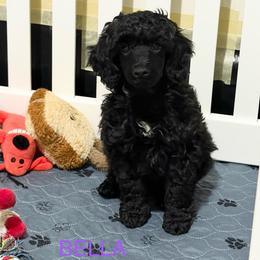 AKC Bella - Purple - Black female Poodle puppy in Baytown, Texas from Charlotte & Co. Miniature Poodles