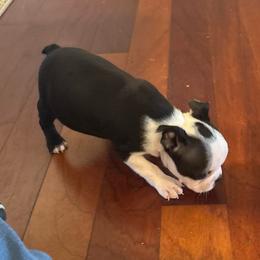 JoJo's Boy - Black and white male Boston Terrier puppy in Mc Donough, Georgia from Ballard Boston Terriers