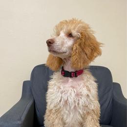 LOMI - Apricot female Poodle puppy in Charlo, Montana from Heavenly Hilltop Farm
