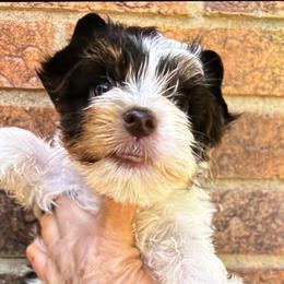 Blake - Chocolate, tan and white male Yorkshire Terrier puppy in Georgia from Berggipfel Yorkies
