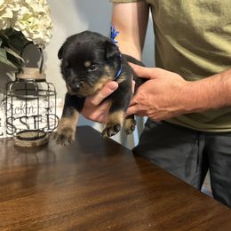 Boy 4 - Rottweiler puppy in Ohio from Vom Hause Bishop