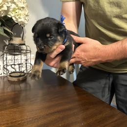 Boy 4 - Rottweiler puppy in Ohio from Vom Hause Bishop
